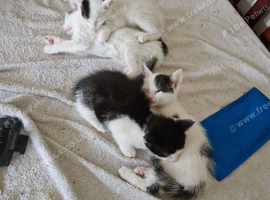 Kittens for sale