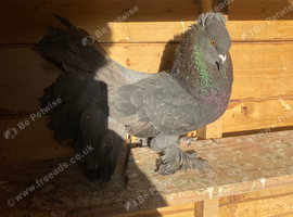 Big well breed Indian fantail