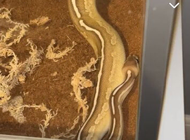 Ball Python