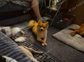Proven pomeranian for stud