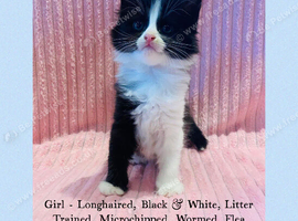 Beautiful Kittens For Sale