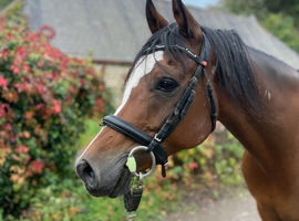 15hh pure Arabian bay gelding 14 years
