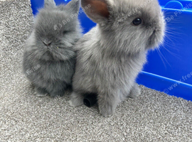 Lion head cross holland lop bunnies