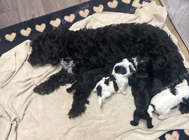 6 adorable cockapoo puppies