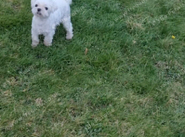Korean maltese girl