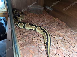Hgi fire breeds x 3 all proven females 80 each with vivs