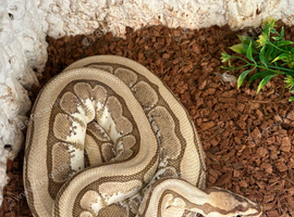 Royal python