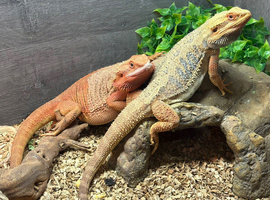 Pair of bearded dragons