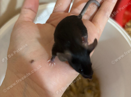 Black tan tiny Rex