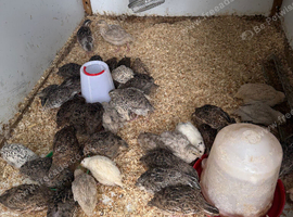 44 5 week old quails for sale