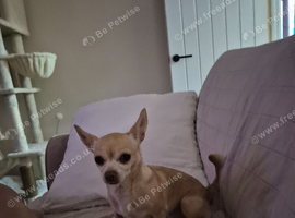 Female cream chihuahua