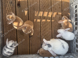 Beautiful Pure Mini Lops