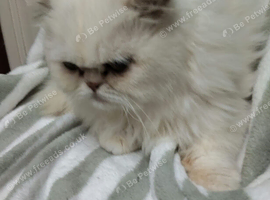 Persian male