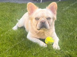 Visual fluffy french bulldog stud