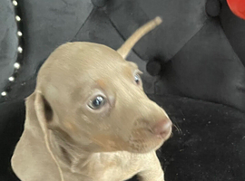 Miniature mini dachshund