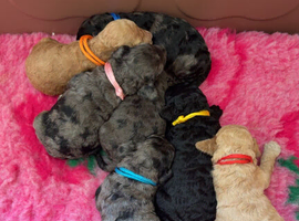 Cockapoo Puppies