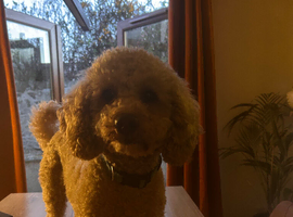 Apricot toy poodle for stud