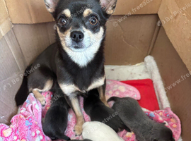 2 beautiful Chihuahua puppies