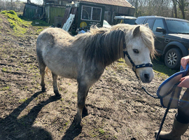 Registered welsh sec A rising 5 Gelding