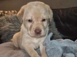 Beautiful Labrador Puppies &ndash; 3 Boys & 3 Girls Ready 4th April 2026