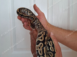 ROYAL PYTHONS FOR SALE - MALES & FEMALES AVAILABLE