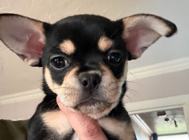 Chihuahua x French bulldog