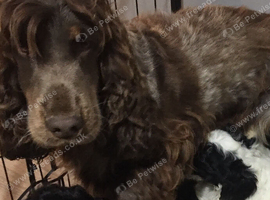 6 beautiful cockapoo puppies F1