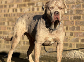 Merle colours