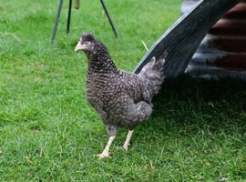 Tutti frutti ( blue egg layer) point of lay pullets for sale