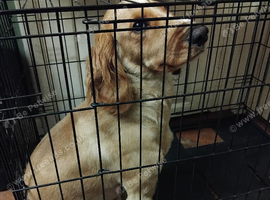 Cockerpoo male