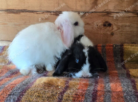 2 mini lop bunnies ~ girls