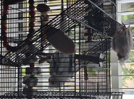 Albino girl and grey boy + cage and all food toys ect..