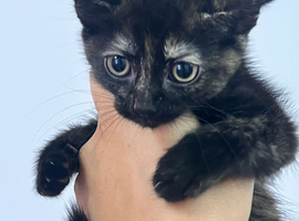 Kittens
