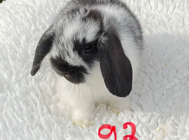 Pure bred mini lops