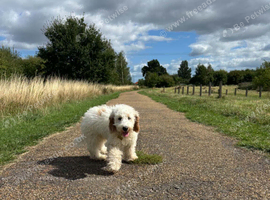 6 month cockapoo marley