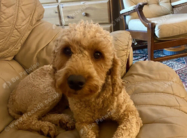 Beautiful Red Cockapoo Girl Rosie - 16 Months Old