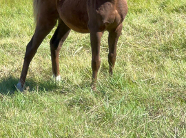 Colt