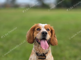 Lemon and White experienced Cocker Spaniel
