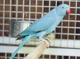 Blue ringneck parrots