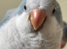 Quaker 6 months old