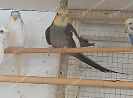 2023 grey cock for sale