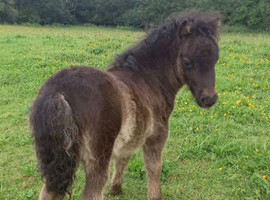 Tawna Murphy Show Quality Registered Miniature Colt Foal
