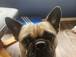 French Bulldog