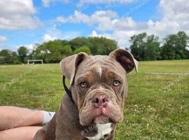10 month old pup