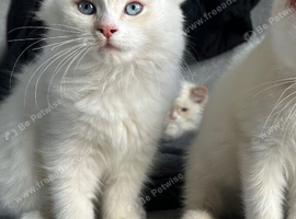 5 ragdoll girls