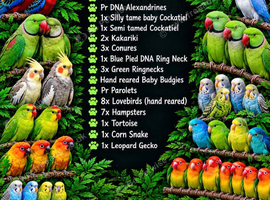 Various parrots and reptiles