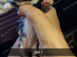 Baby kittens short fared