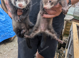 Ferrets for sale