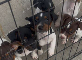 Jack Russell puppy&rsquo;s for sale