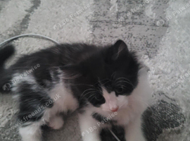 Kitten